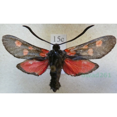 Zygaena lonicerae (Scheven, 1777) Czech15c